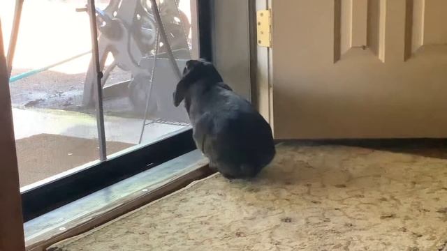 She loves looking out the window 🖤🤍🖤 смотреть онлайн