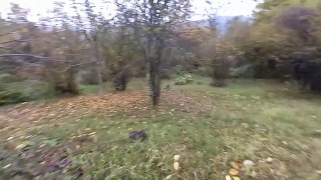 30 соток Верино сад с хурмой смотреть онлайн