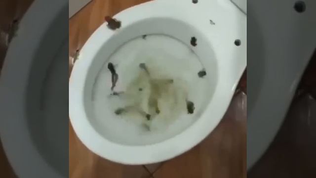 Туалет в общежитиях смотреть онлайн