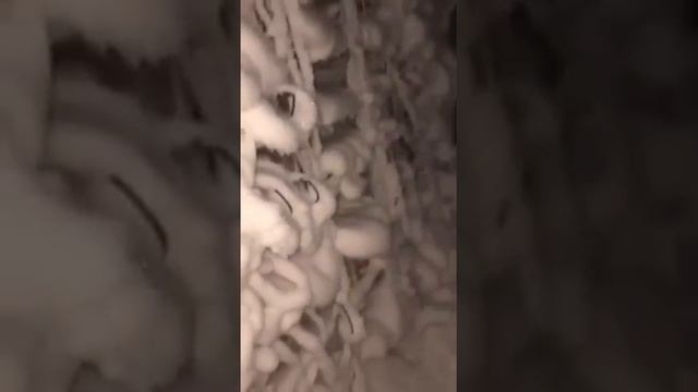 Когда забыл закрыть окно в майнинг ферме😦 смотреть онлайн