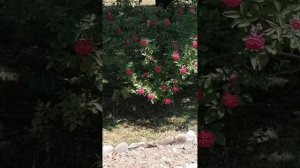 Обзор территории Санатория "МАГРИ"