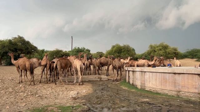 Thirsty Camels are waiting for Water смотреть онлайн