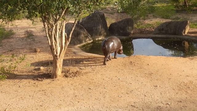 Ridiyagama safari park sri lanka | safari experience смотреть онлайн
