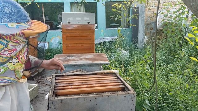9 августа 2023г. Сегодня на пасеке. Комфортная погода для откачки меда. смотреть онлайн