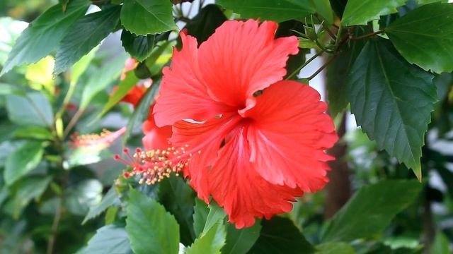 Будь готова! Сестра и мама решили поделить твою квартиру, и они уже едут к тебе сказала тётя смотреть онлайн