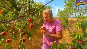 🍑 Кормим птиц и коз ПЕРСИКАМИ! 🍑 Расточительное обращение с персиками?