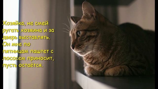 Марафон смешных котиков: день 1. Избавление от осенней хандры и апатии смотреть онлайн