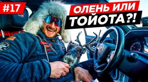 КАК ВЫГЛЯДИТ ЗИМНИК В ЯКУТИИ. ВСТРЕТИЛИ НАГЛОГО ОЛЕНЯ. АВТОМОБИЛЬНАЯ ЭКСПЕДИЦИЯ LAND CRUISER 300 #17