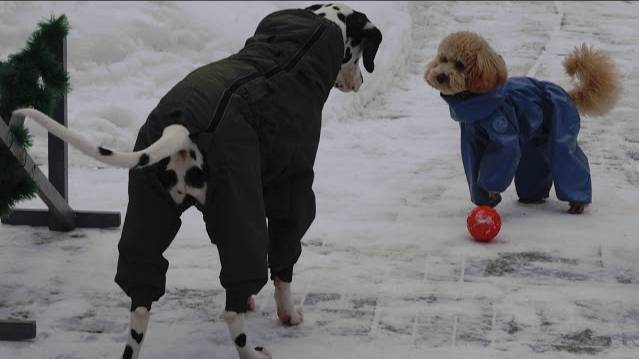 Догтренинг 698. Пудель и далматин - парный урок.