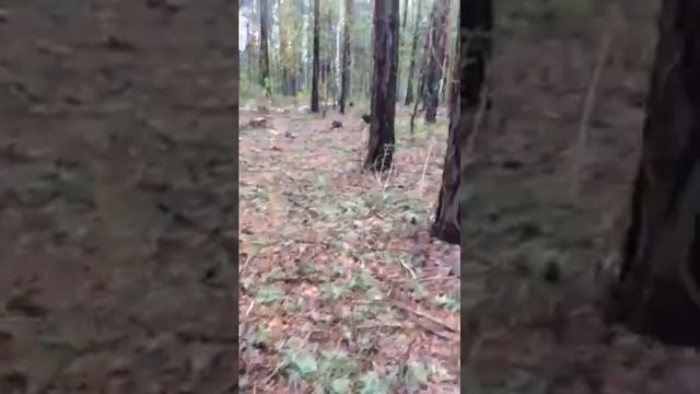 Бийский р с Лесное смотреть онлайн