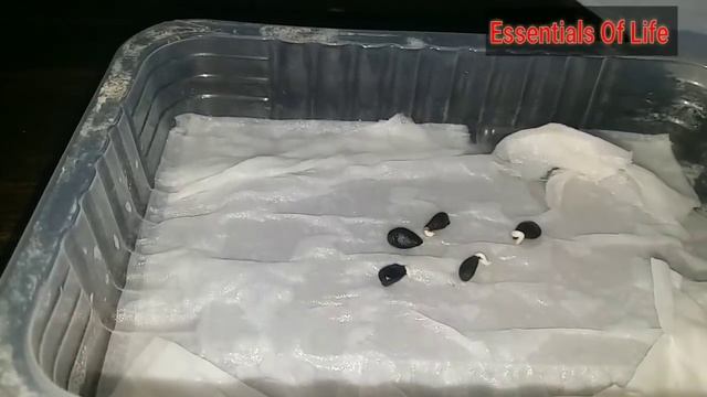 Grow Apple ( सेब ) from Seeds || Essentials Of Life || 02 March 2018 смотреть онлайн