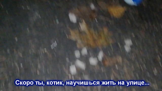 Выбросили свежего котенка на улицу/ Его первый и последний день смотреть онлайн