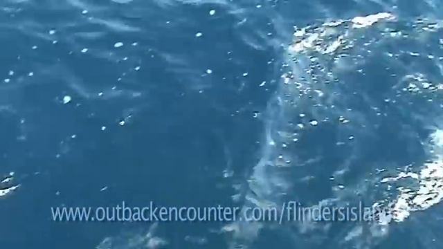 Flinders And Pearson Island Fishing Safari - Volume 2