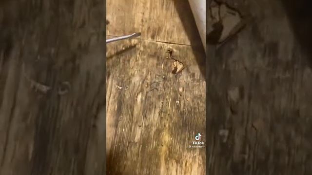 Каркастый дом БЕДА смотреть онлайн