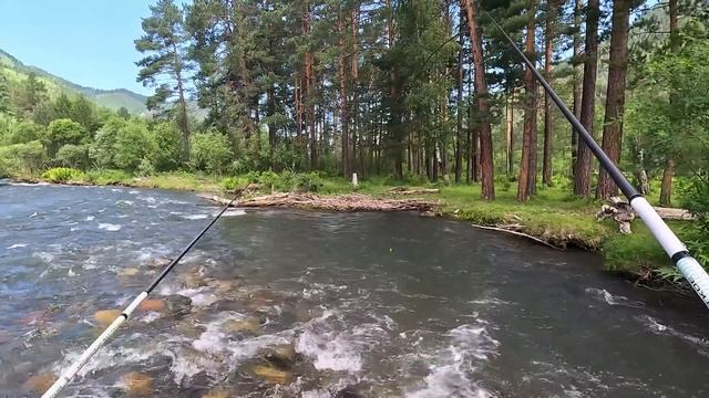 РЫБА ЕСТЬ! Рыбалка на реке Чемал - В центре курорта, в общей доступности! смотреть онлайн