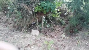 Пробую вытащить пчел из дупла...