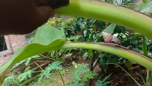 Hunting Snails, Millipedes, Bekicot,Luwing | Menemukan Bekicot Dan Cangkang Bekicot Yang Lucu & Uni