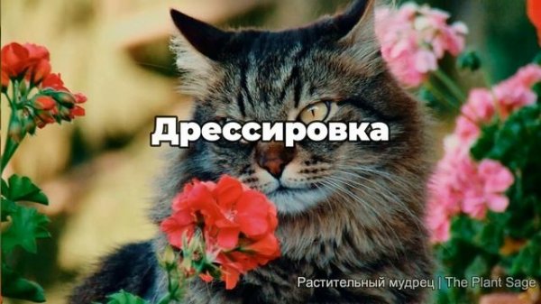 Герань и ваши питомцы: скрытая опасность для животных!