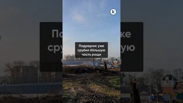 В Калининграде ведут вырубку для строительства нового кампуса БФУ имени Канта смотреть онлайн