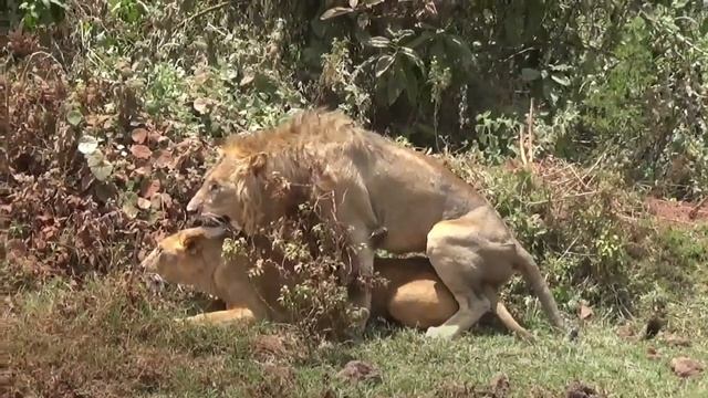 African lions mating in Ngorogoro Tanzania смотреть онлайн