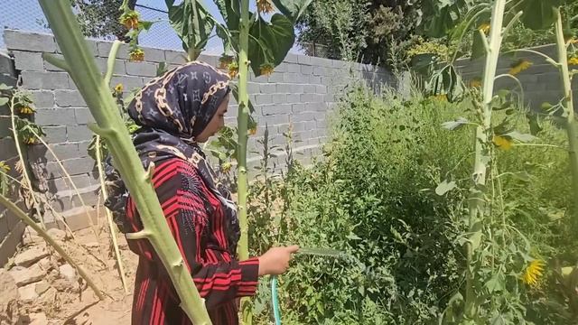 Struggle and Solitude: Parisa's Nomadic Journey as a Homeless Mother in the Mountains смотреть онлайн