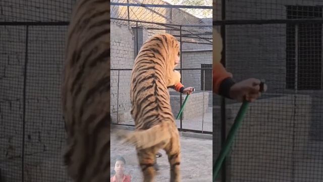 Attack 🦁 #tiger #lion #animals #zoo #wildlife #happyholi #holigreetings #tigee #holiwishes #funny смотреть онлайн
