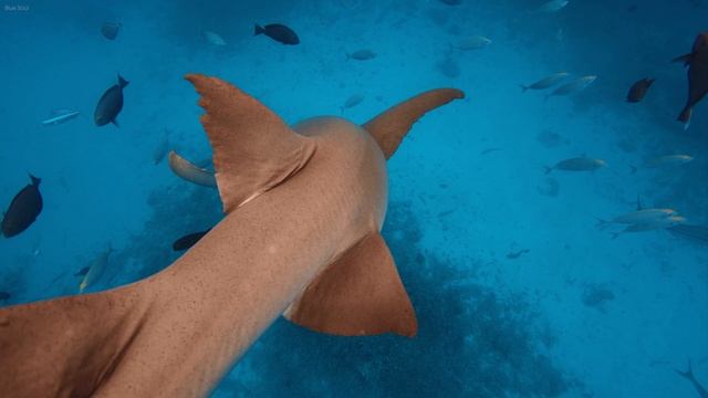 Best 4K Aquarium 🐳 Paradise of Marine Animals, Exploring Uncharted Aquatic Ecosystems in 4K (1) смотреть онлайн