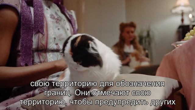 Почему кошки метят территорию? смотреть онлайн