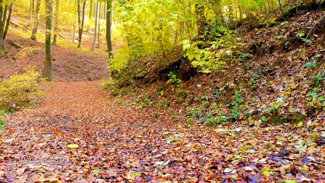 Ритуалы на Экзамен - Привлечение Удачи на Экзамене - Маг Sargas