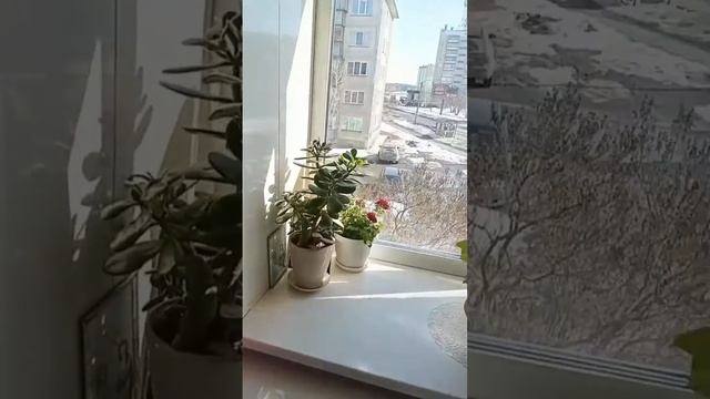 2км квартира Южн Павлова 49 смотреть онлайн