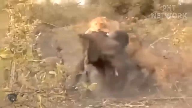 Brave Elephant Dare Attack Lion To Save Buffalo - Merciless... Lion Destroy Elephant смотреть онлайн