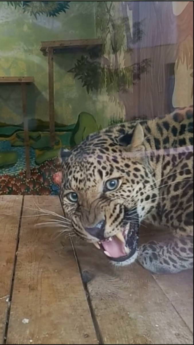 У ПОРША зверский аппетит! #зоопарк #леопард #zoo #порш #минск #shortsvideo смотреть онлайн