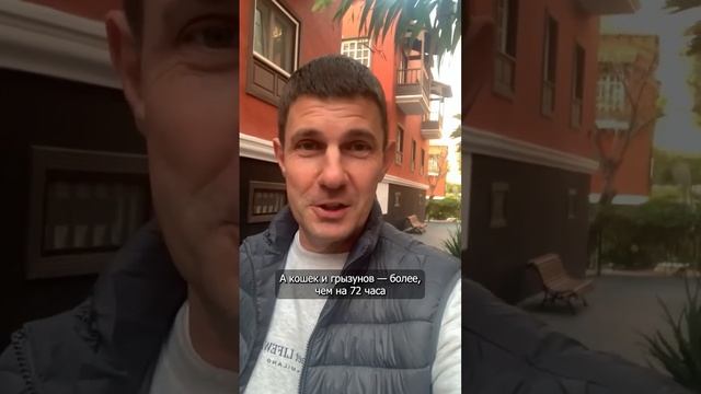 Новый закон о защите животных в Испании #рек #топ #собаки #кошки #домашниеживотные #Испания #Spain смотреть онлайн