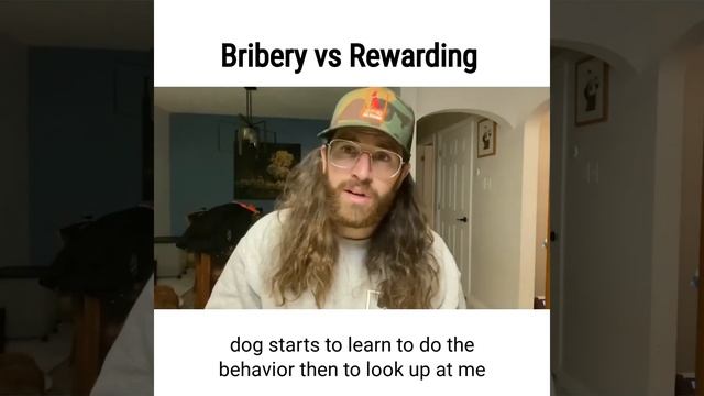 Bribery vs Rewarding: Using Treats in Dog Training смотреть онлайн