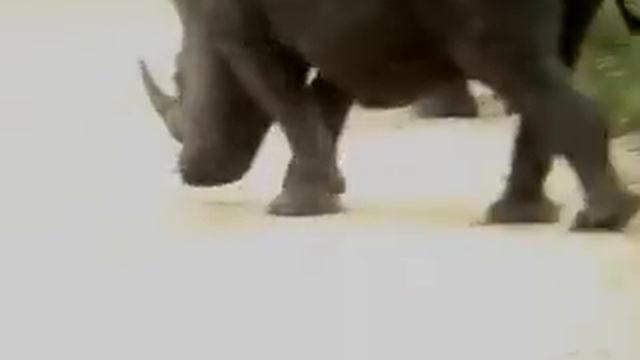 Safari compilation - Kruger National Park смотреть онлайн