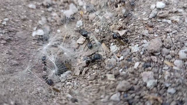 Муравьи трудяги. смотреть онлайн