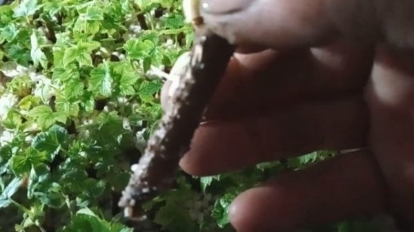 Часть2 Самый лучший способ размножить смородину однопочковыми черенками.