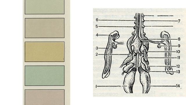 Цвет стен в квартире (1973) vs. Болезни певчих и декоративных птиц (1980) смотреть онлайн