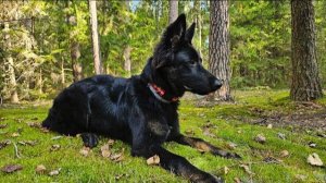 ДТ - 758. Развивающие упражнения со щенком немецкой овчарки. Развитие породных качеств.