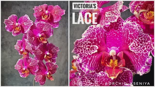 Phal. Victoria's Lace 💕 Домашнее цветение яркой азиатской орхидеи бабочка Кружево Виктории 🕸️Обзор смотреть онлайн