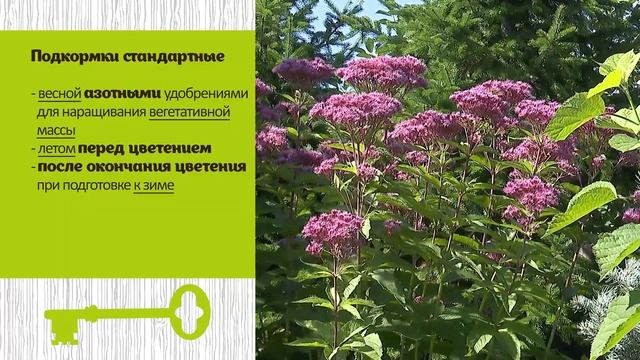 Неприхотливые растения для украшения сада. Посконник смотреть онлайн