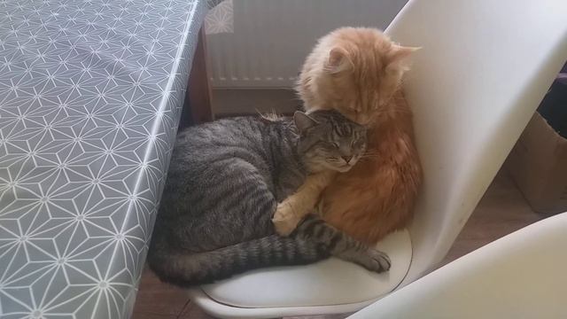 Муркотики ещё у нас.🐈🐾Тоша и Рыся! 28.04.2024 смотреть онлайн