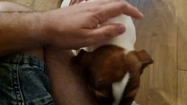 Пëс Батон, приехал в семью. Джек Рассел ин да хаус смотреть онлайн