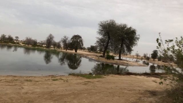 Sir Bani Yas Safari