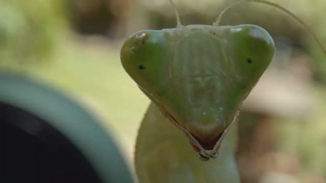 Apple iPhone 11 Dual 12MP Camera A13 Chip 6.1" Liquid Retina Display IOS Smartphone LTE 4G смотреть онлайн