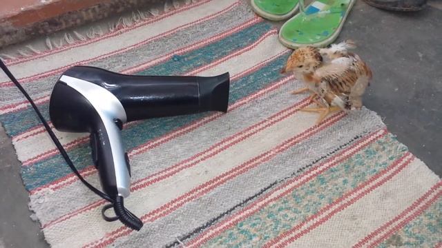 Был мокрый цыпленок смотреть онлайн