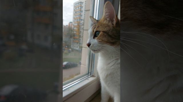 За окном осень...и хочется гулять смотреть онлайн