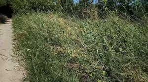 Моя жена не твоя прислуга! — сказал сын, мать чуть не выронила чашку с чаем