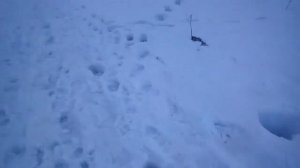 Нечисть в лесу