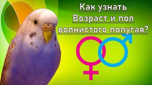 КАК УЗНАТЬ ВОЗРАСТ И ПОЛ ВОЛНИСТОГО ПОПУГАЯ ЗА 1 МИНУТУ!? Какой возраст у попугая? Пол попугая